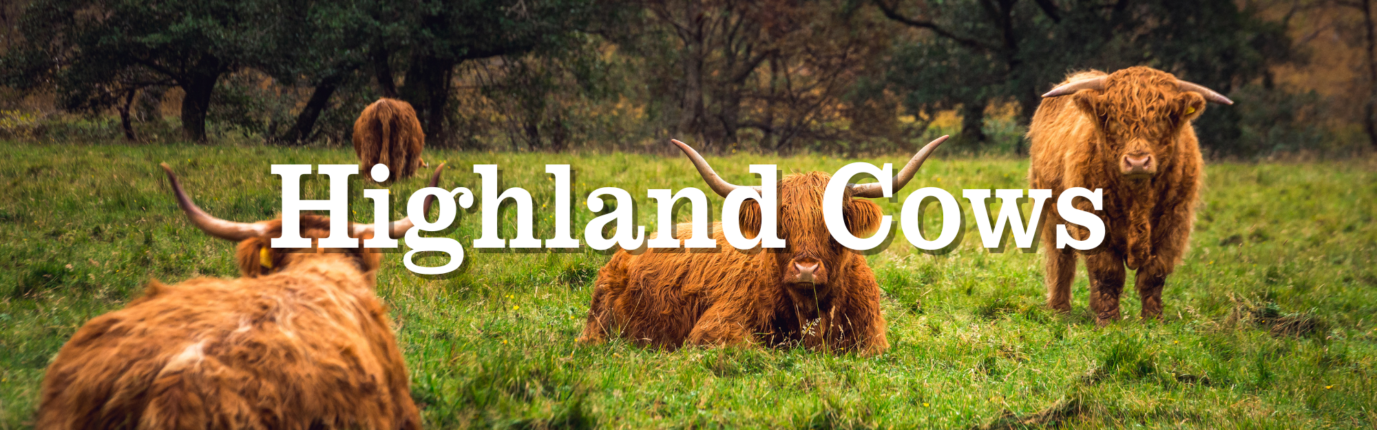 Highland Cows